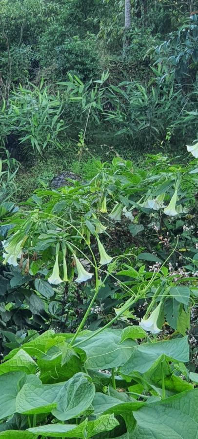 New Bloom Homestay Kurseong Esterno foto